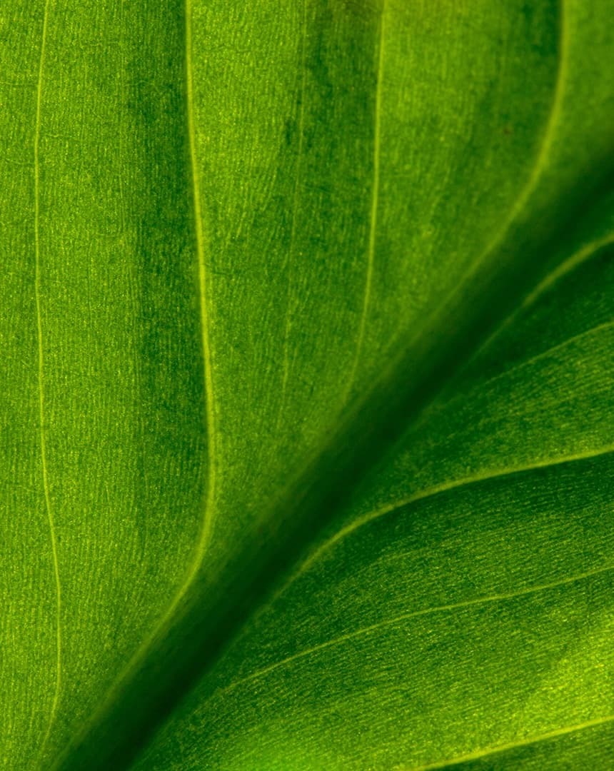 A close up of a leaf